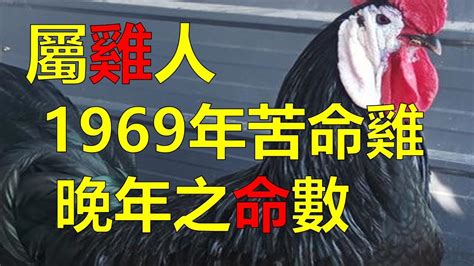 1969年屬雞運勢|生肖雞：1969年是什麼命？